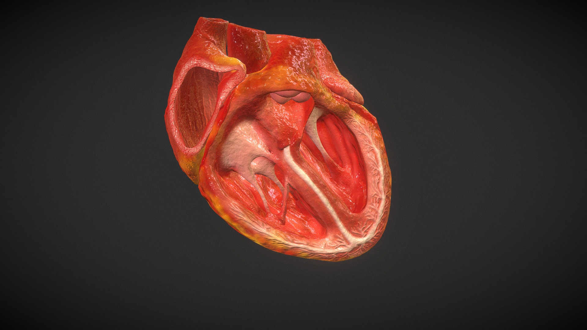 3D model Heart with Cut Right Atrium - This is a 3D model of the Heart with Cut Right Atrium. The 3D model is about a red and white flower.