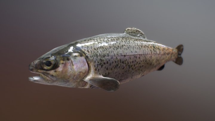 Trout - Fish 3D Model