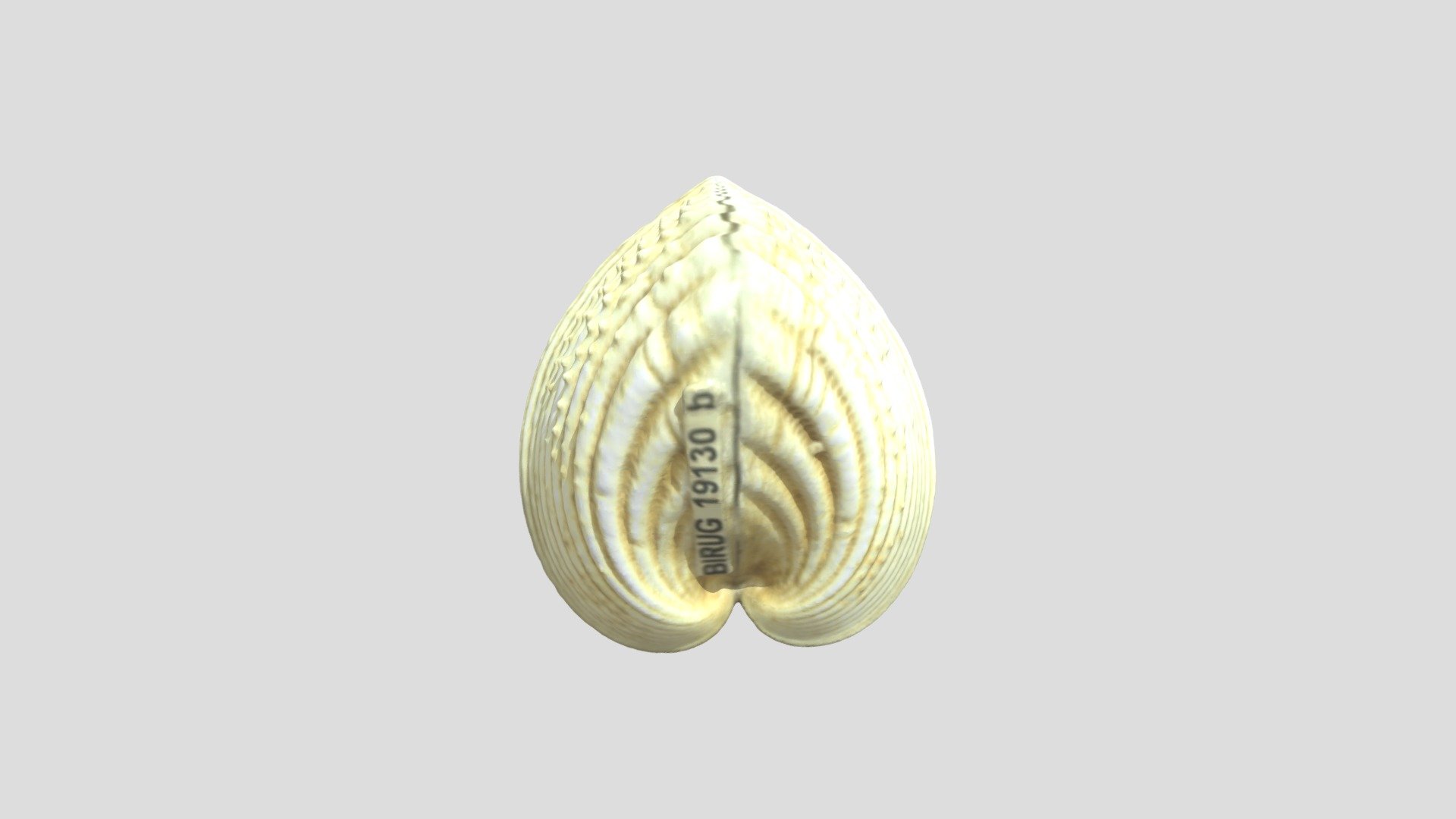 fossil4
