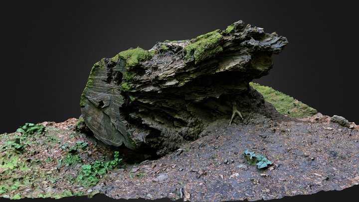 Stump 01