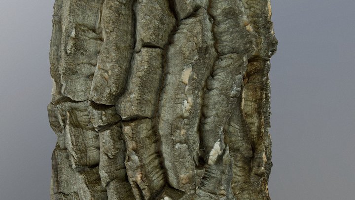 Bark01 3D Model