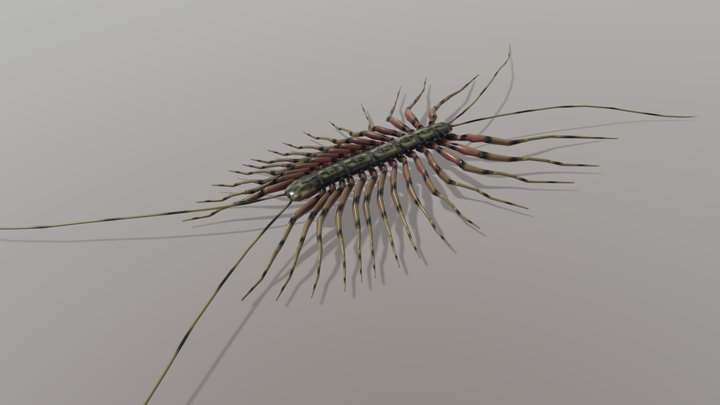 Latzelia 3D Model