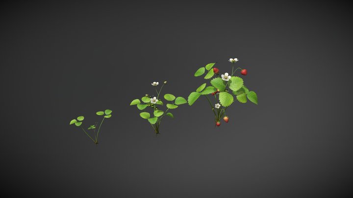 Strawberry All Stages 3D Model