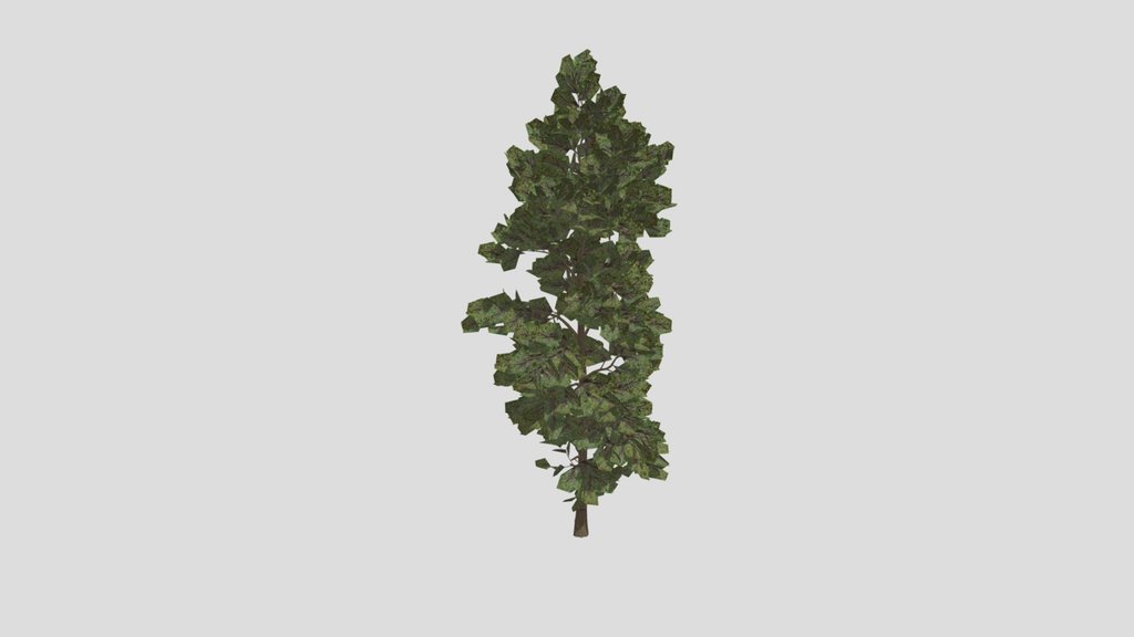 Conifer - Macedonian Pine Free 3D Model
