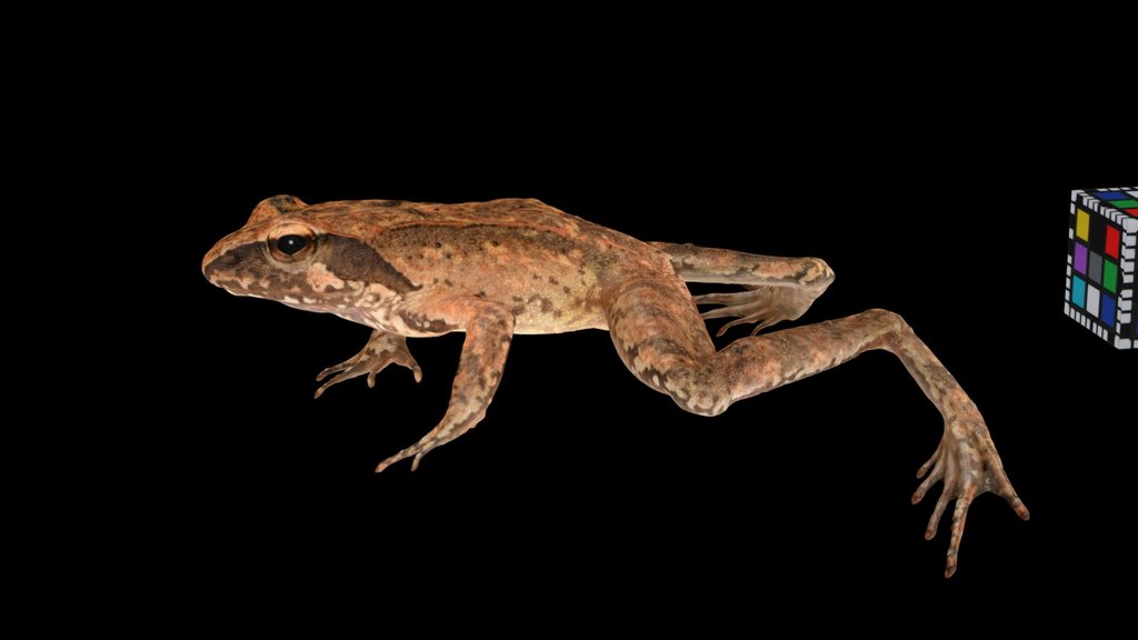 Animal - A 3D model collection by ReedMan - Sketchfab