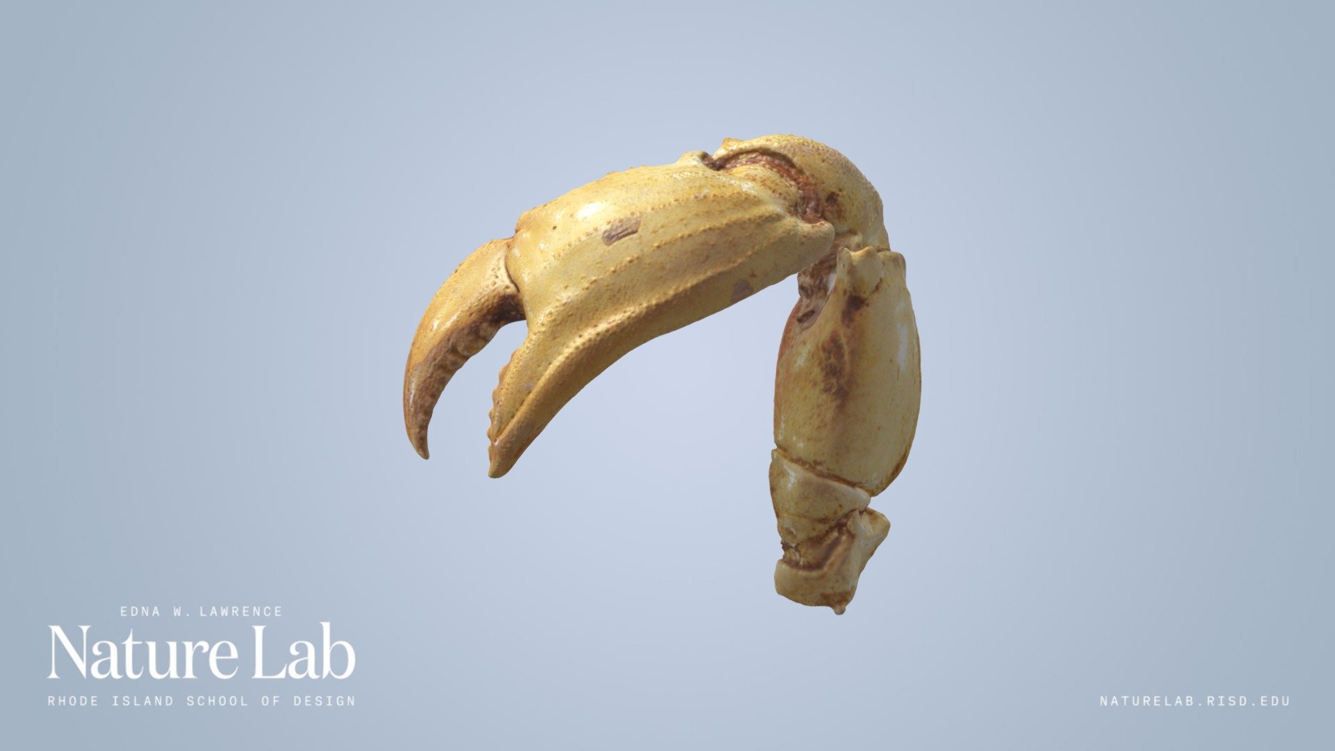 Crab Claw - Download Free 3D model by RISD Nature Lab (@RISDNaturelab ...