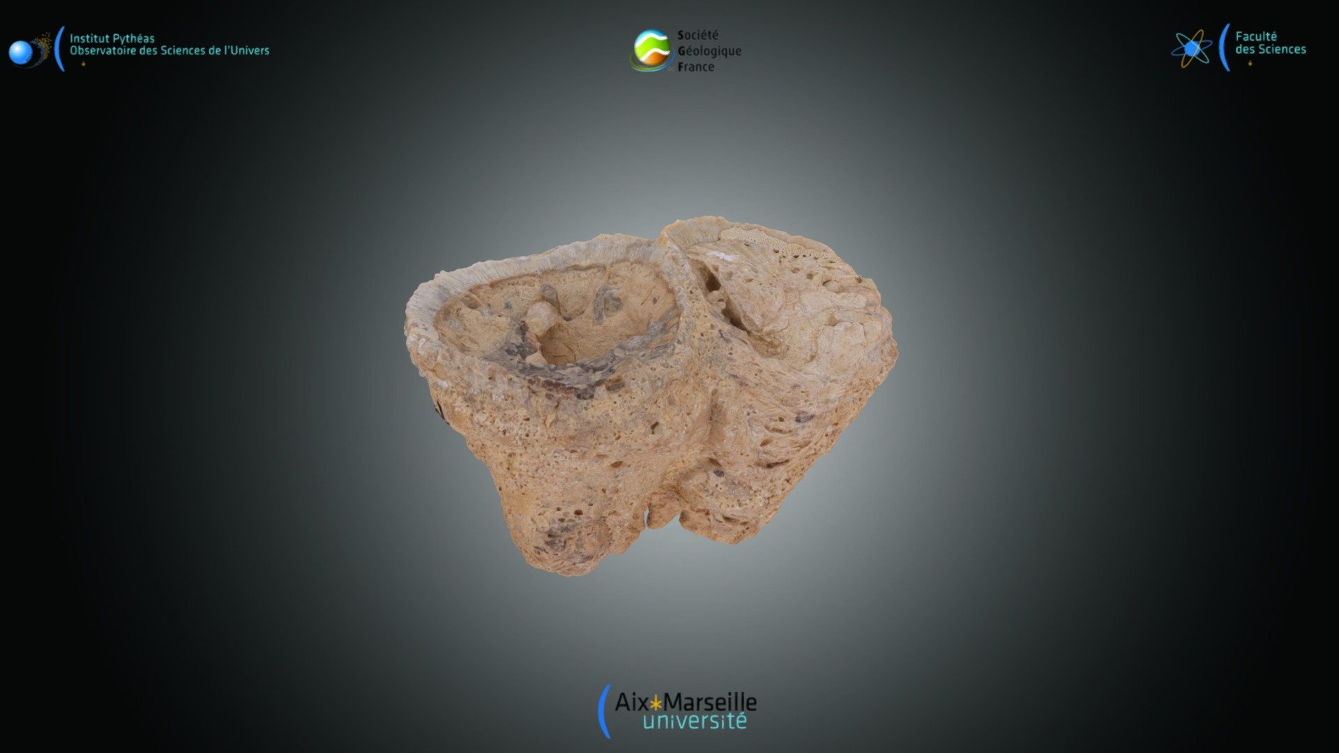 Bivalve - Vaccinites vesiculosus