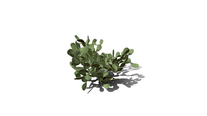 Realistic HD Barbary fig (42/54) 3D Model