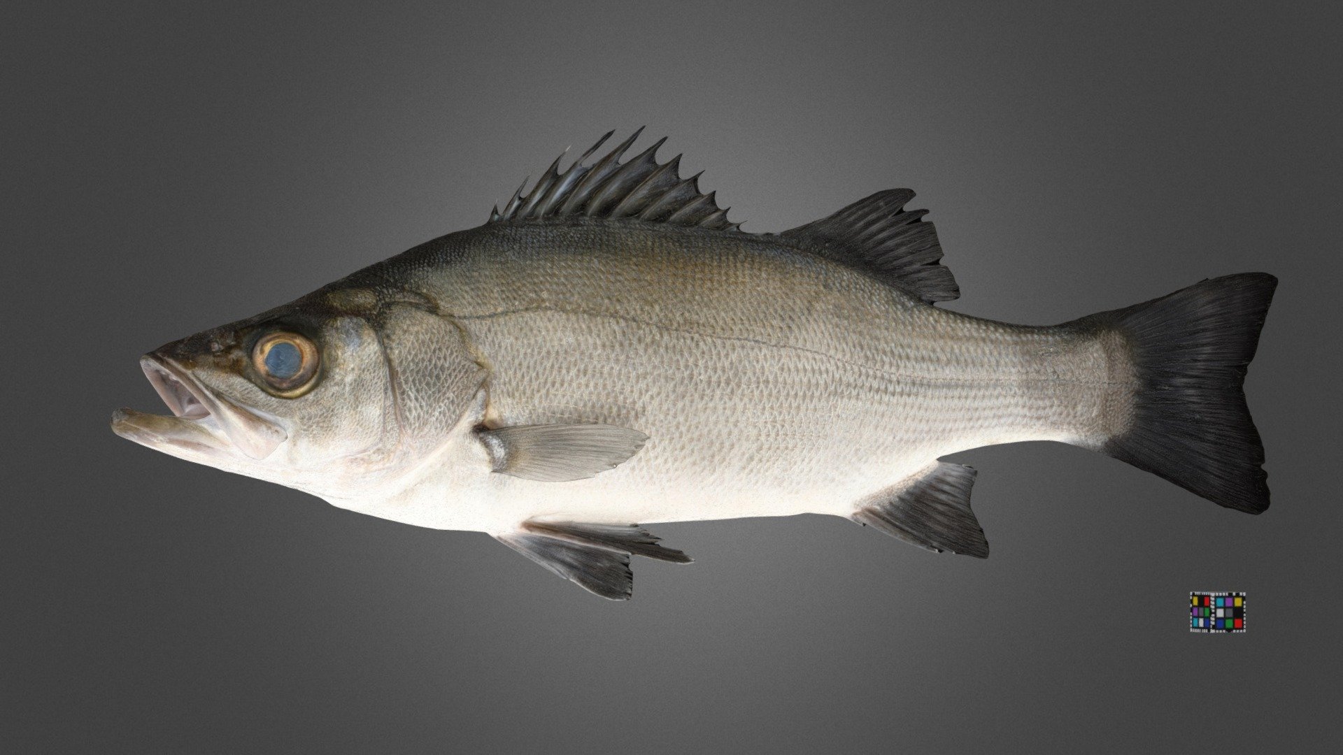 ヒラスズキ Blackfin Seabass, Lateolabrax latus