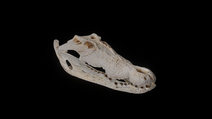 Saltwater Crocodile Skull 3D Model