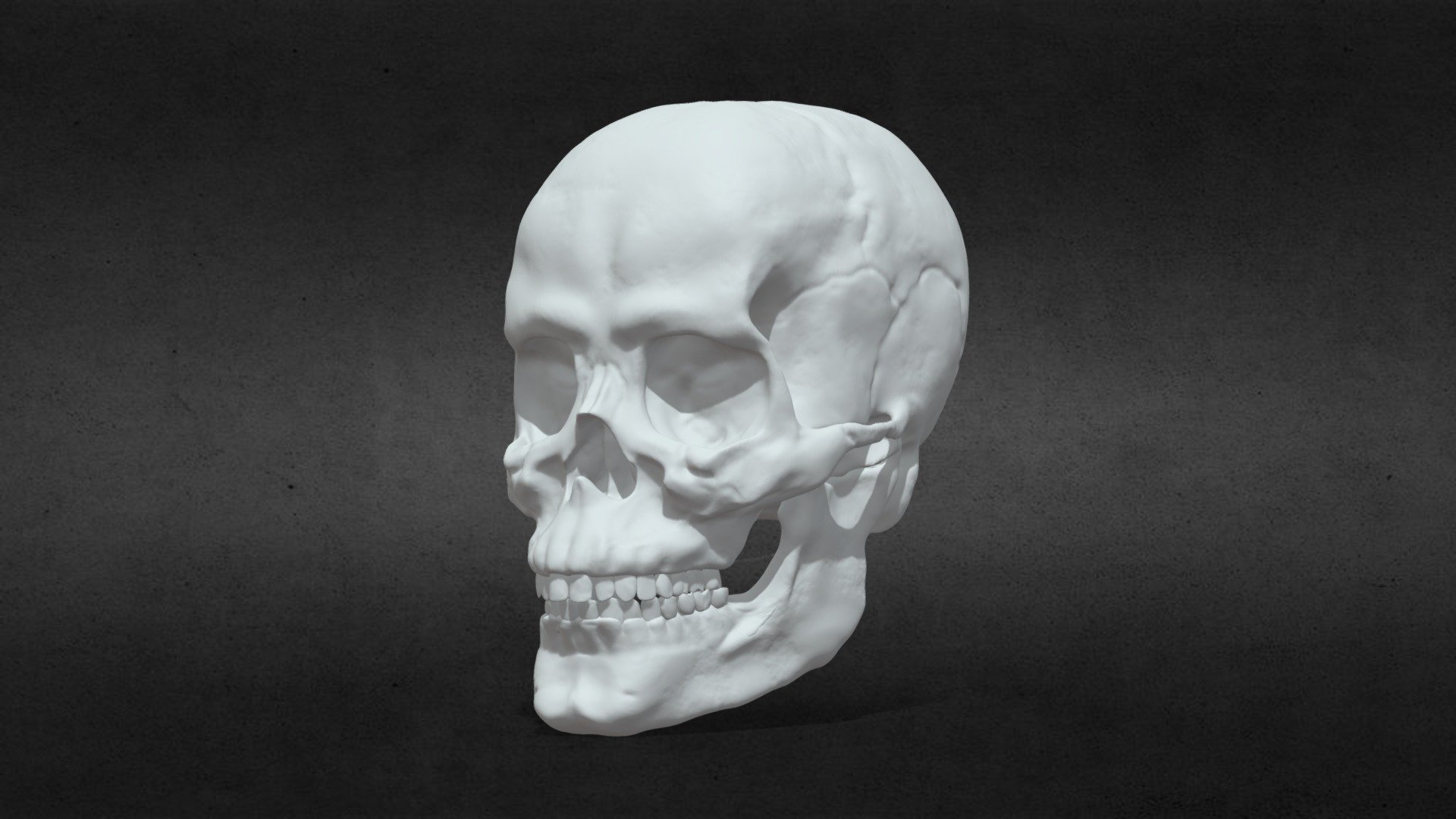 Anatomically Correct Skull