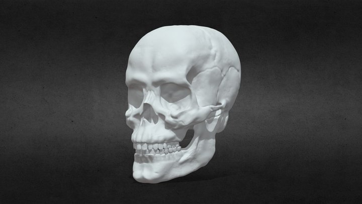 Anatomically Correct Skull 3D Model