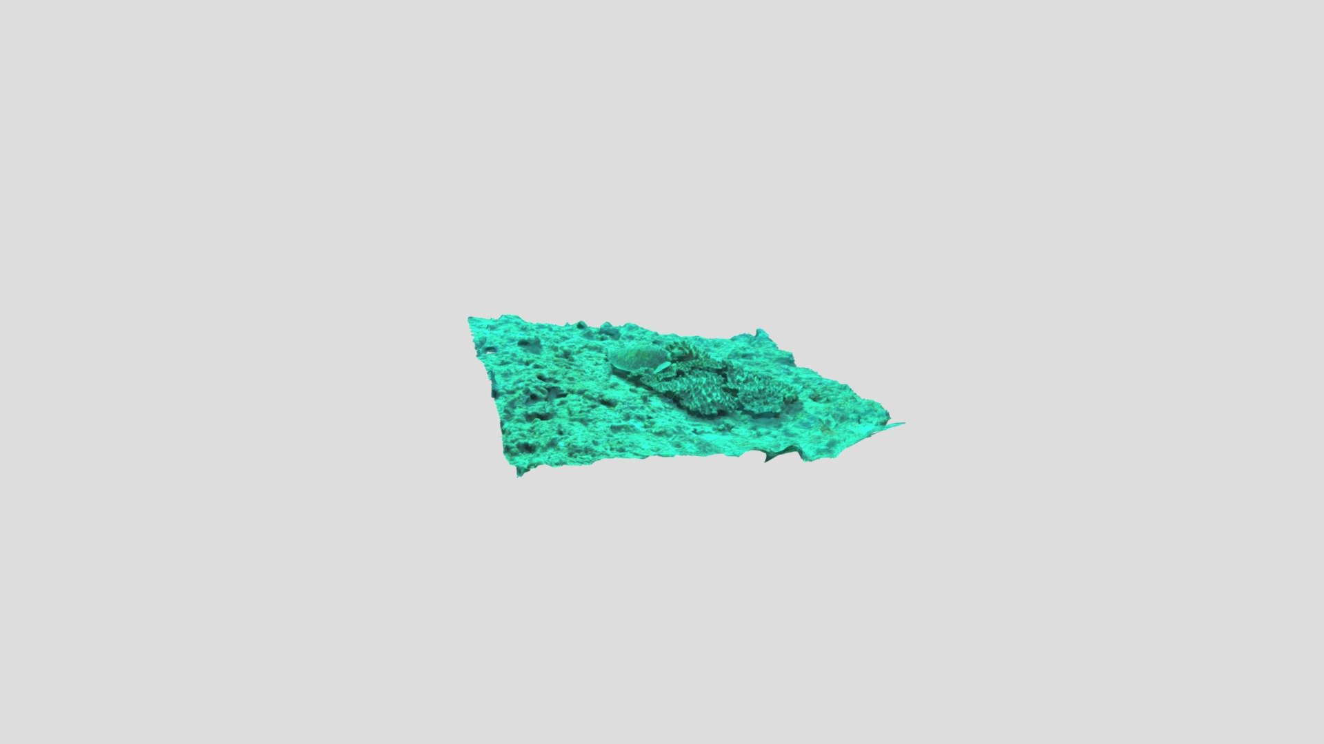 Sea Turtle Photogrammetry