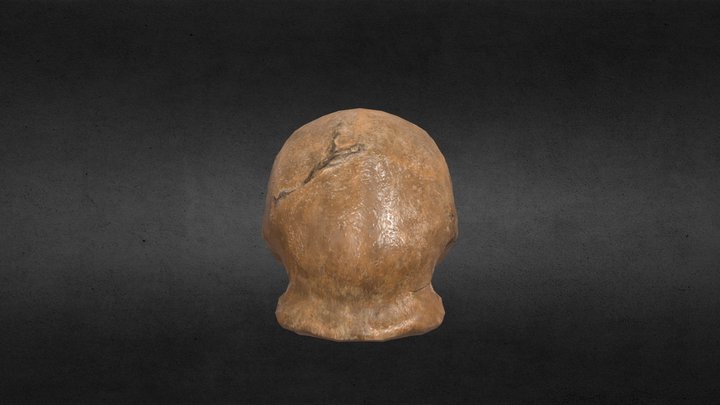 北京人头盖骨化石 3D Model