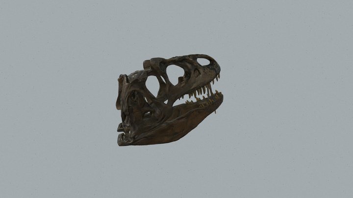 Allosaur Skull 3D Model