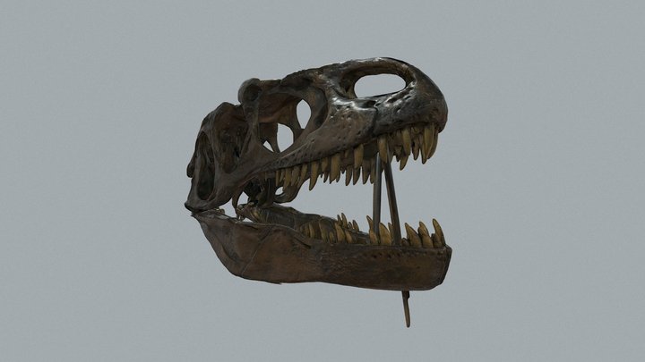 Allosaur Skull 3D Model