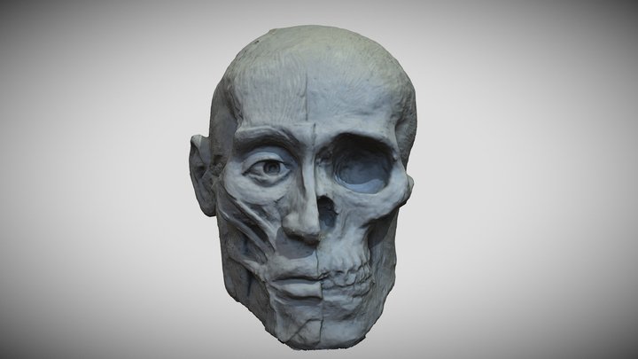Studio anatomico da cranio 3D Model