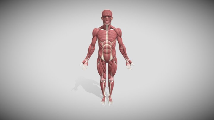 Human Anatomy 3D Model