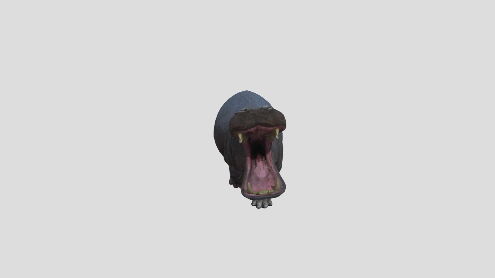 Hippo