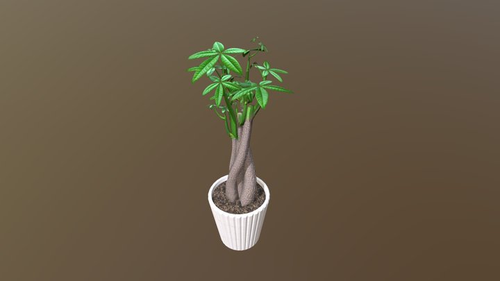 Pachira Aquatica 3D Model