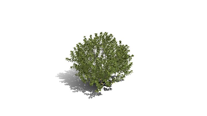 Realistic HD Chinese hibiscus (14/20) 3D Model