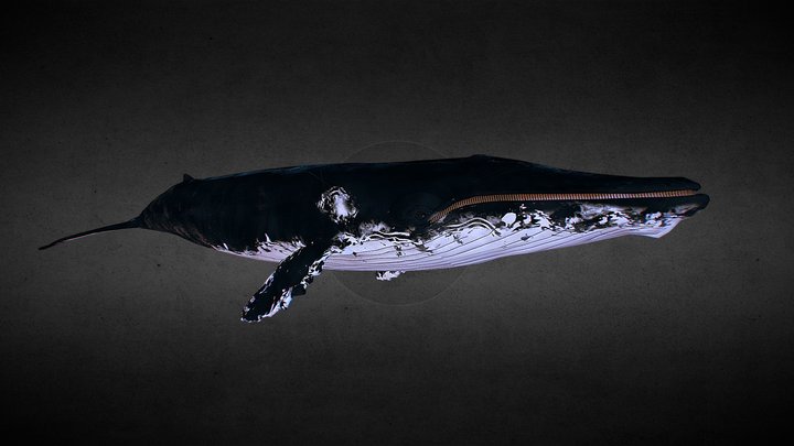 Blue Whale 3D Model