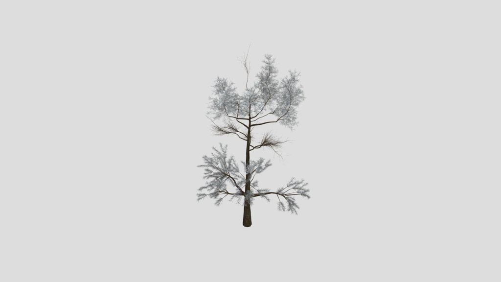 Sj Lonely Trail Pine Tree