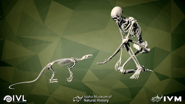 IMNH R-997 Anteater And Anth 90-41 Human 3D Model
