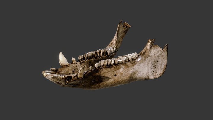 Jaw bone scan - the University of New England 3D Model