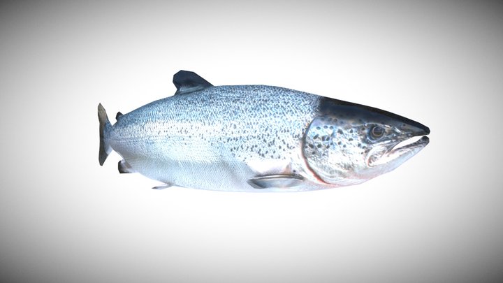 Salmon [LOWPOLY] 3D Model