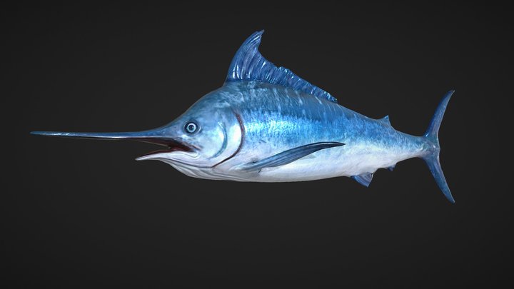 Blue Marlin 02 PBR 3D Model