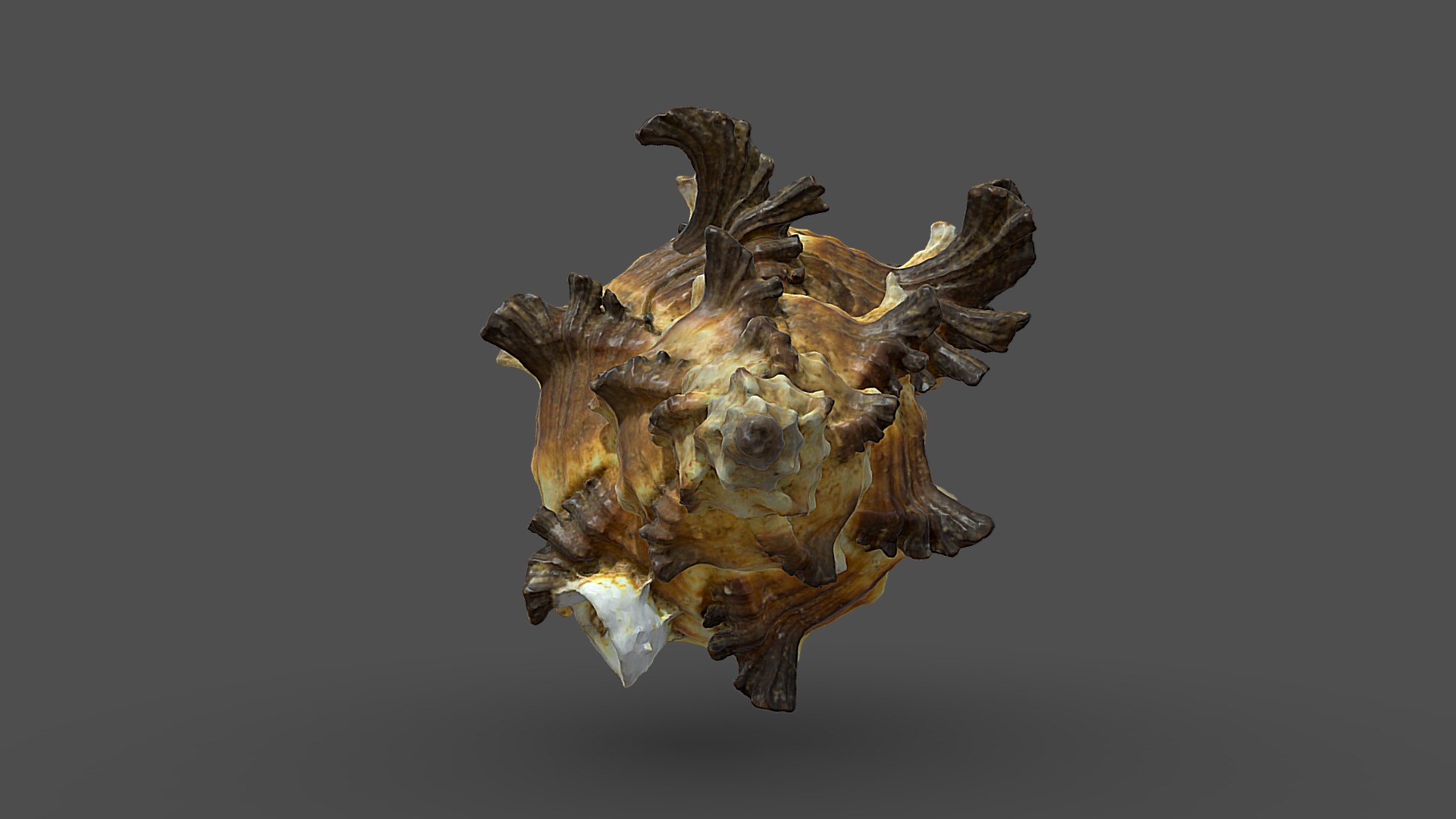 3D model Shell_4k - This is a 3D model of the Shell_4k. The 3D model is about a skull of an animal.