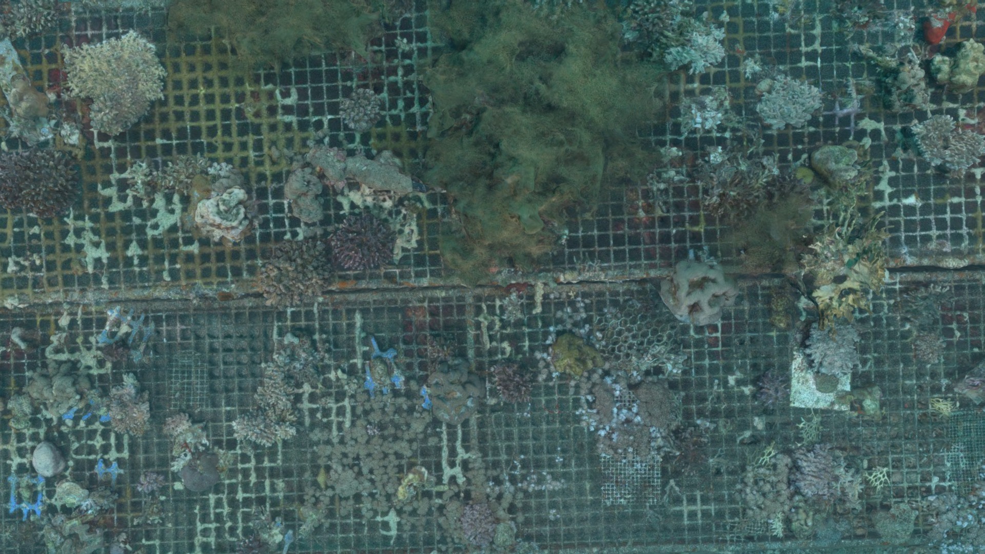 Coral Tables