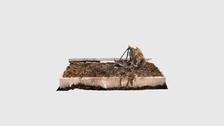 goat head 17.2 3D Model