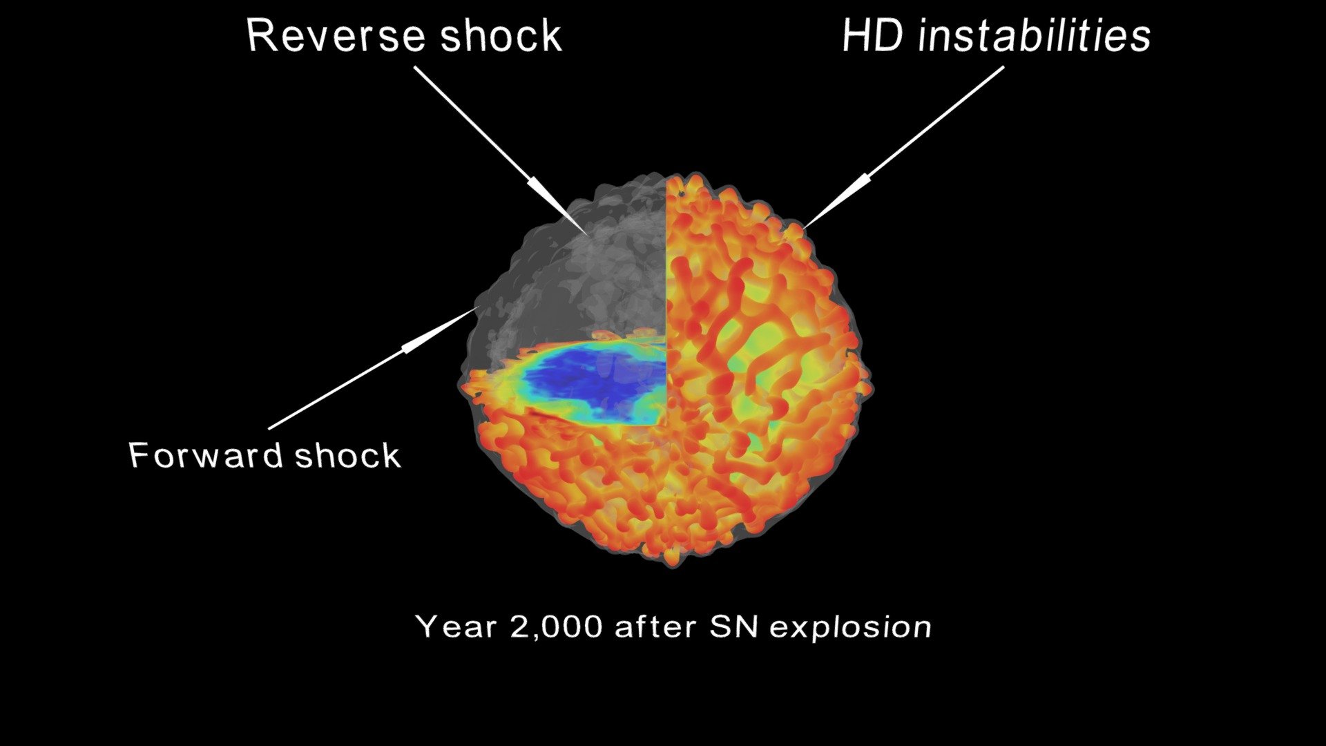 Asymmetric supernova remnant density profile