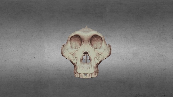 DNH-155 cranial reconstruction (solid version)