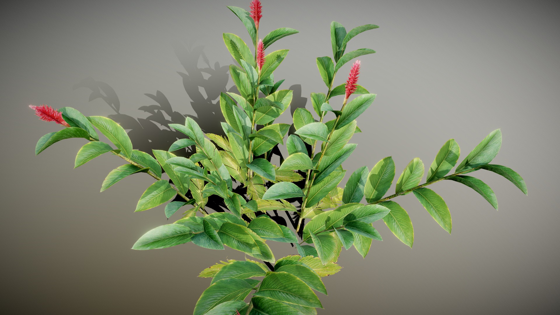 3D model Red Ginger Plant - This is a 3D model of the Red Ginger Plant. The 3D model is about a plant with leaves.