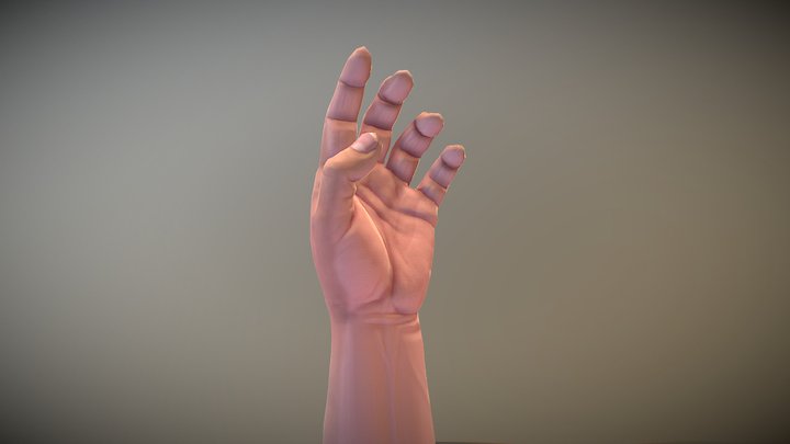 Hand Anatomy Reference 3D Model