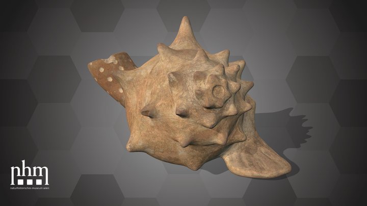 Drinking container (NHMW-ZOO-MO-0081100-ETH-127) – Kostenloses 3D-Modell STL
