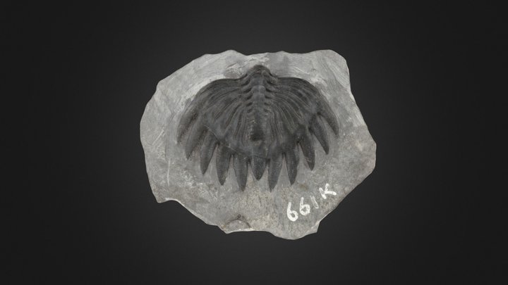 Trilobite: Bellacartwrightia (PRI 83731) – Free 3D Model STL