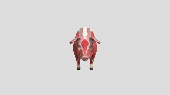 pig_musculature_diagramsubcorteslomo 3D Model