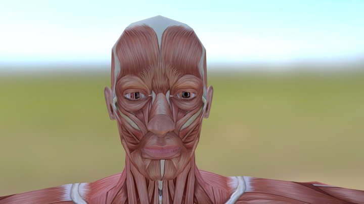 근육 Muscle - 안면근 facial muscle 3D Model