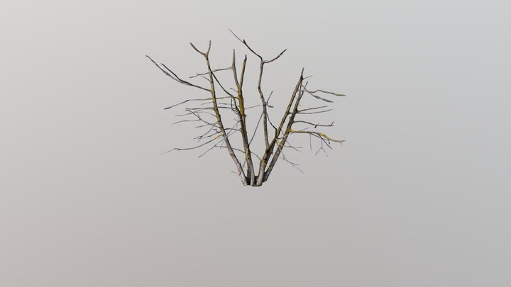 Tree Scan 3D Model
