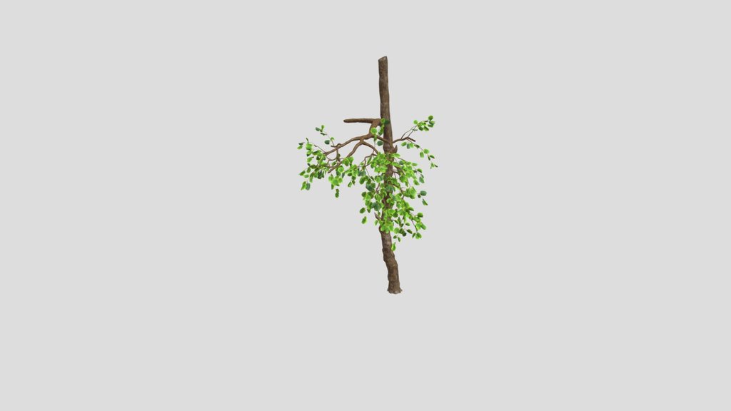 Old Tree V6