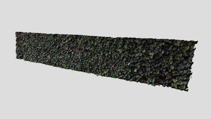 つるむらさき (Malabar Spinach) 3D Model