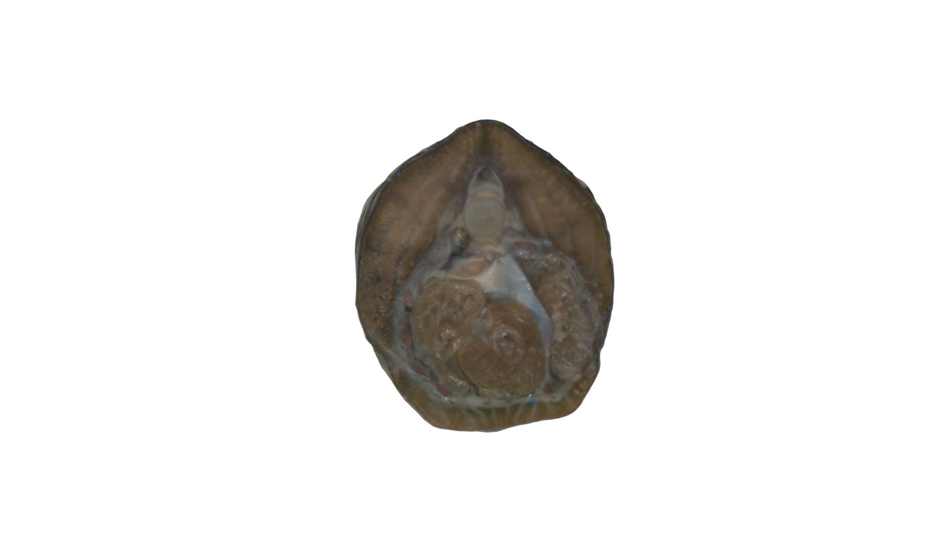 Lamprey transverse 3 (labelled) - Download Free 3D model by jdb56 ...
