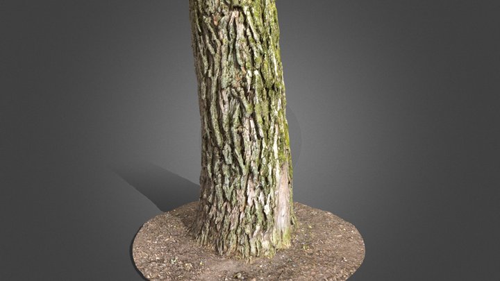 Black Locust Trunk - Scan / PBR / 8k 3D Model