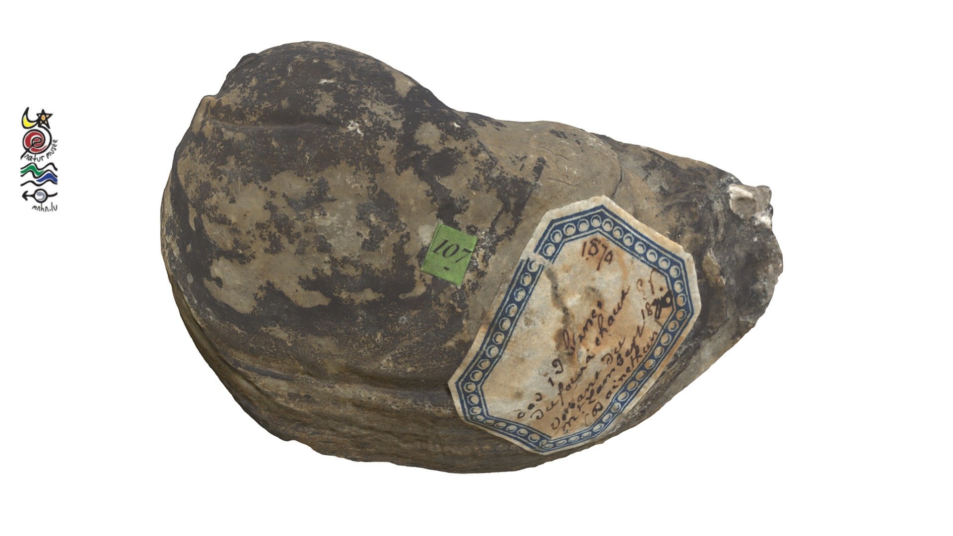 Pholadomya hortulana EP25435