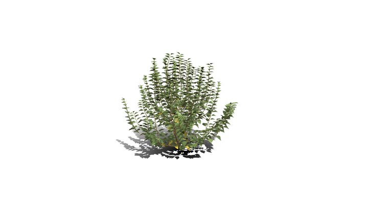 Realistic HD Green ivy bushy (7/10) 3D Model