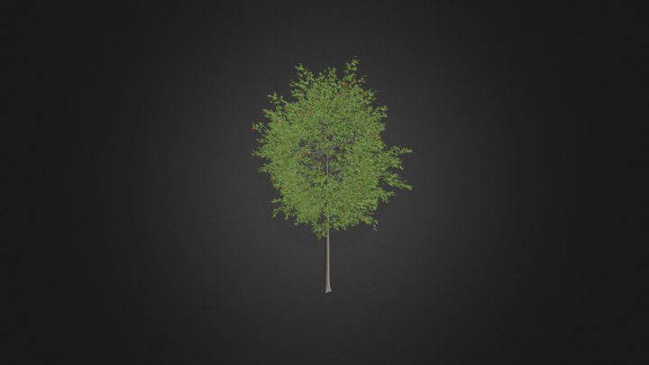 European Rowan (Sorbus aucuparia) 13.3m 3D Model